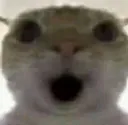 catpog
