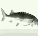 Fishg
