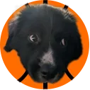 bangopupsideeye
