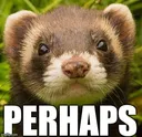 perhapsferret