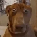 scareddog