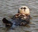 otter