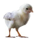 Imagesremovebgpreview imagesremovebgpreview Discord Emoji