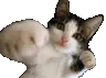 catfight