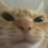 angrykitocat