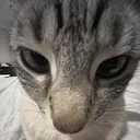 simon