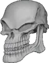 skull