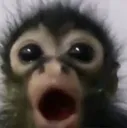 Monkeyomg