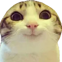 xcatsmile