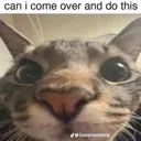 sniff