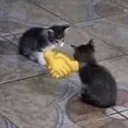 handshake_cats