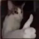 cat_ok