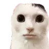 BAH_CatStare Discord Emoji