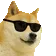 cooldoge