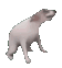 dogdance