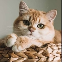 swagcat Discord emoji