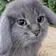 cabbit cabbit