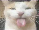 sillycat