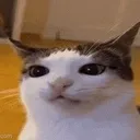 cat_nocomment Discord Emoji