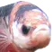 BettaGrumpy