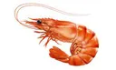 ShrimpSpine