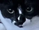 snowbal