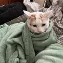 comfy_cozy_NOSTEAL