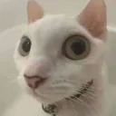 Fisheyecrat