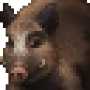 Boar