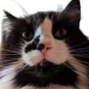 pip