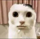 wtfcat
