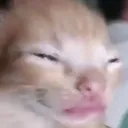 Zaza Cat Discord Emoji