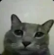 GatoMirando