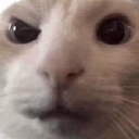 kot_4 Discord sticker from {рп}~ДуРкА~{рп}