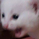 kot_3 custom emote | {рп}~ДуРкА~{рп}