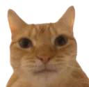 catBruh