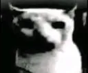 uncannycat