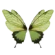 icongreen3butterfly_qt