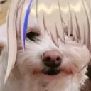 ServalJae