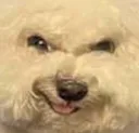 hehehedog