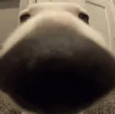 theSniffer