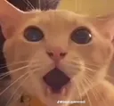 cat_gasp
