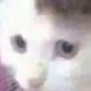 Concerned Cat Discord Emoji