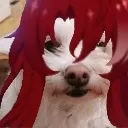 argentidog