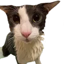 catsoggy Discord Emoji