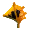 frog_feet