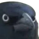 Crow_Of_Judgement