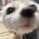 fensniff