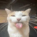 BLAH