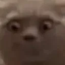 concernedCat
